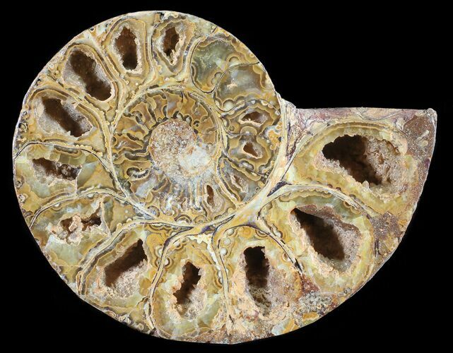 Sliced, Agatized Ammonite Fossil (Half) - Jurassic #54070